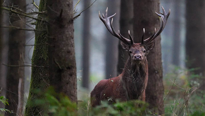 À l'écoute du brame du cerf en forêt d'Othe